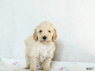 Standard Poodle dogs Marlo - Ad 15