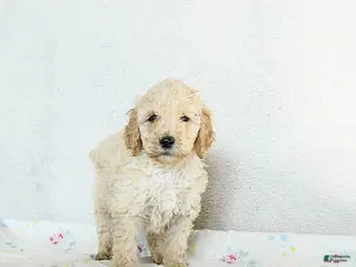 Standard Poodle dogs Marlo - Ad 22