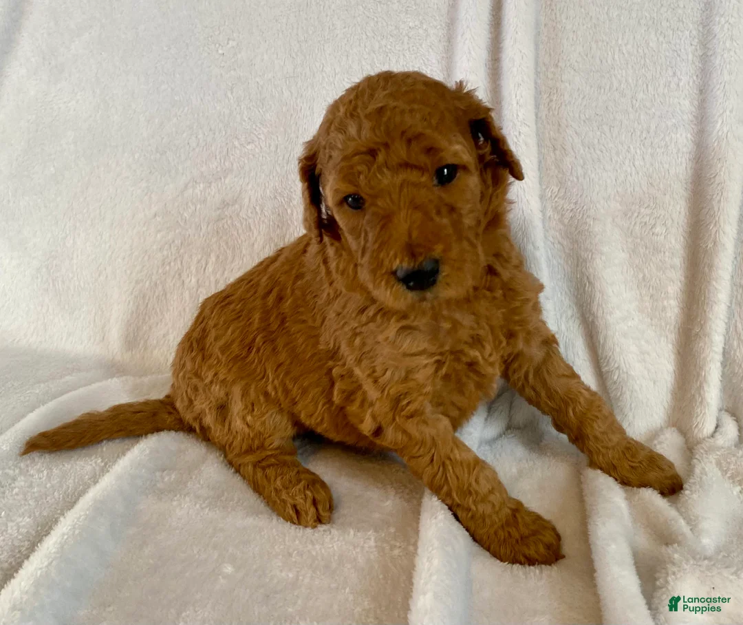 Standard Poodle dogs for sale: Scarlet - Ad 5