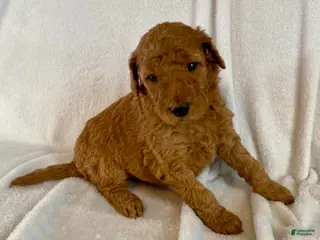 Standard Poodle dogs Andy - Ad 33