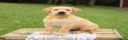 Labrador Retriever dogs for sale: Mango - Ad 4
