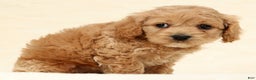 Cockapoo dogs for sale: Bonnie - Ad 8