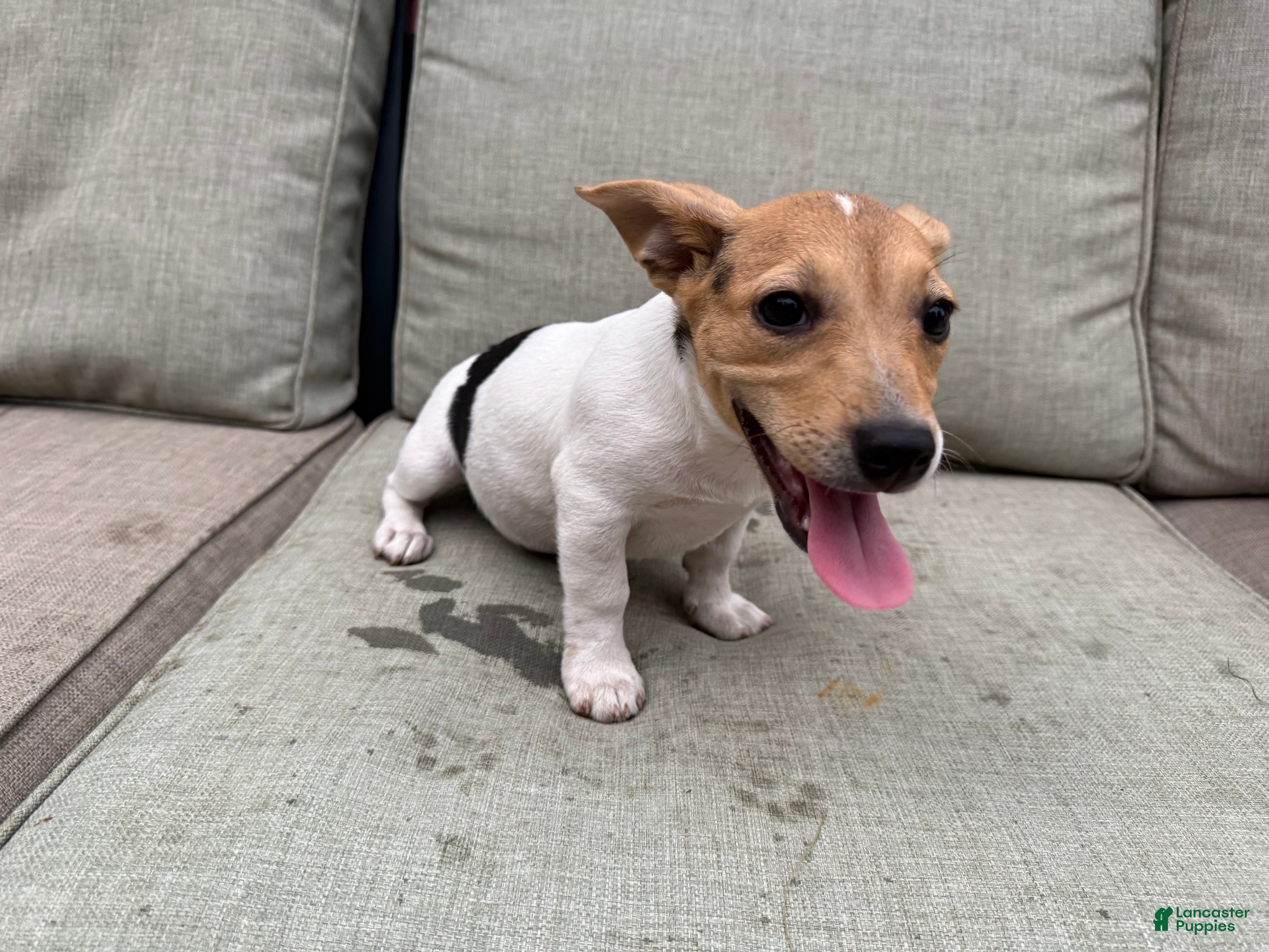 Jack Russell Terrier dogs Cherry - Ad 1