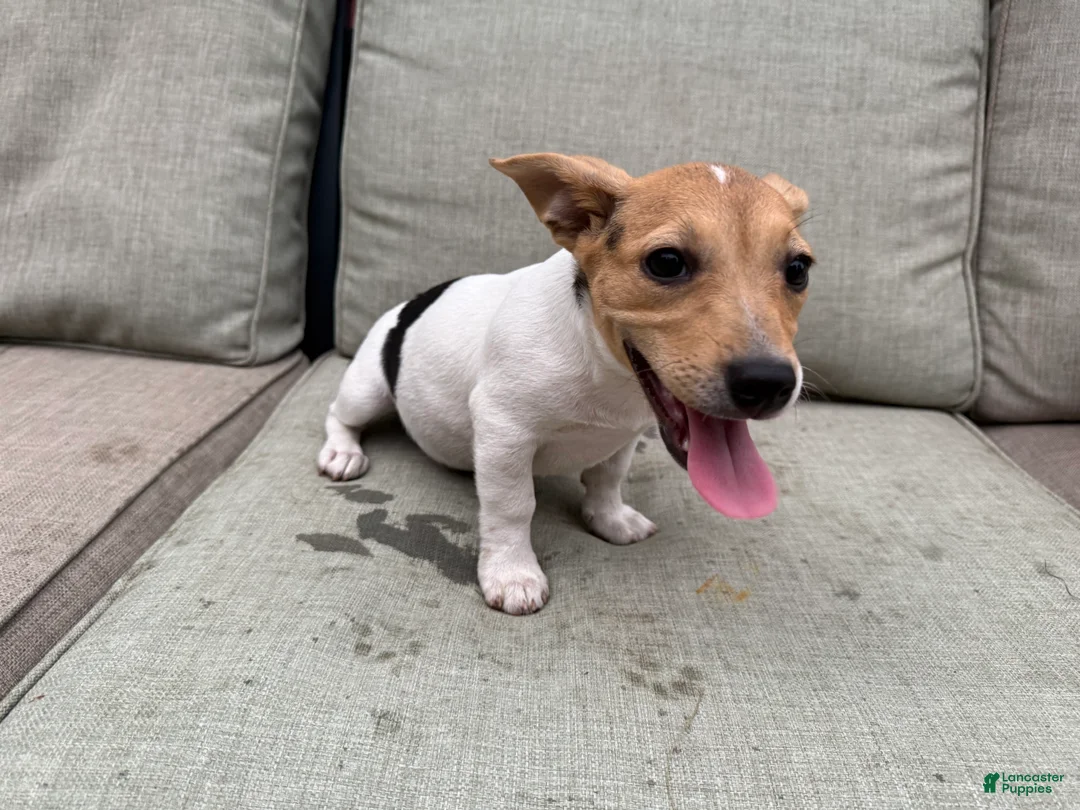 Jack Russell Terrier dogs for sale: Cherry - Ad 1