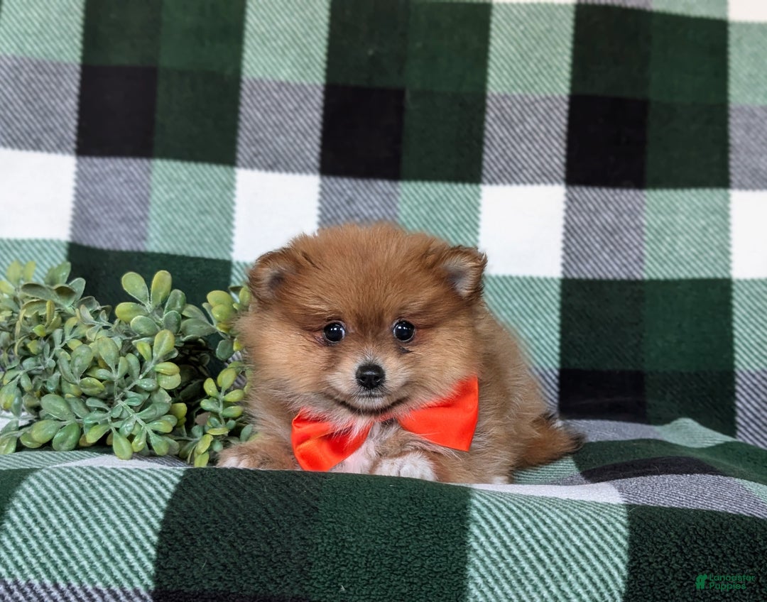 Pomeranian dogs for sale: Conway - Ad 9