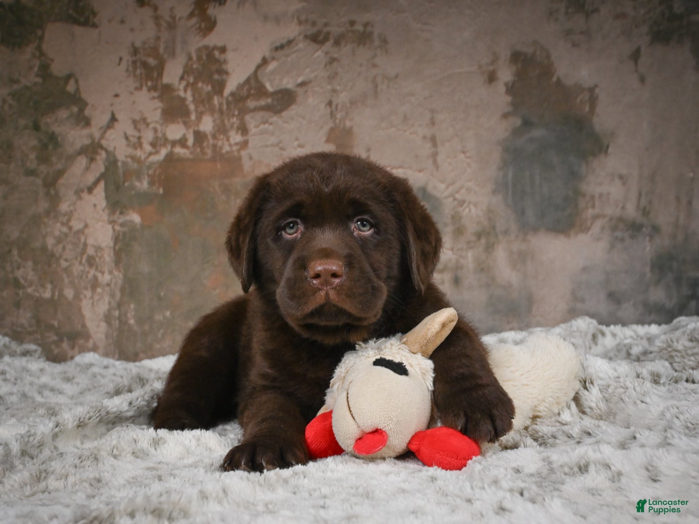 Labrador Retriever dogs Scout - Ad 1