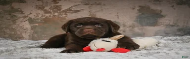 Scout