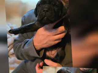 Cane Corso dogs Cane Corso Puppy 4 - Ad 21