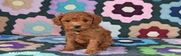 Mixed Breed dogs for sale: Freddie - Ad 4