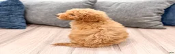 Miniature Labradoodle dogs for sale: Kate - Ad 6