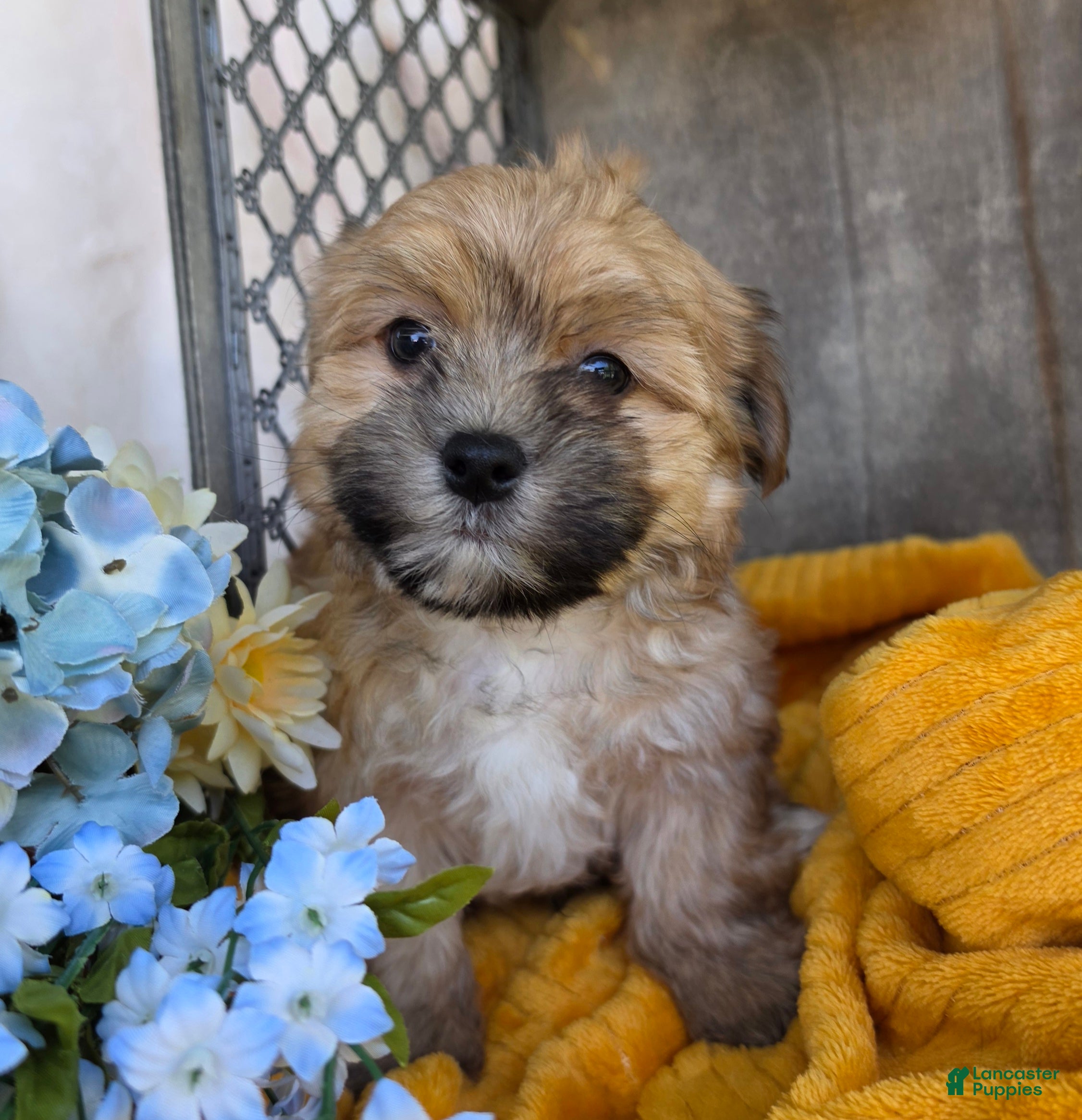 Morkie dogs Chief - Ad 2