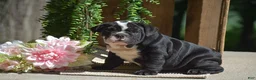 English Bulldog dogs for sale: Panda - Ad 4