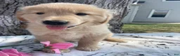 Mixed Breed dogs for sale: Dwight - Ad 3