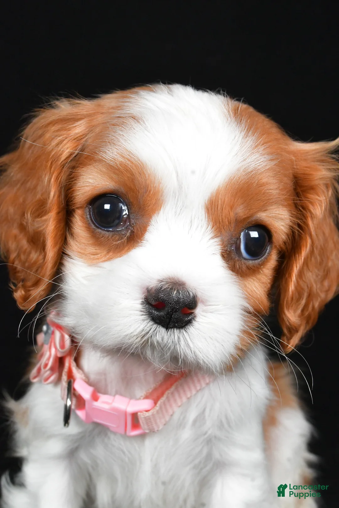 Cavalier King Charles Spaniel dogs for sale: Ruby - Ad 8