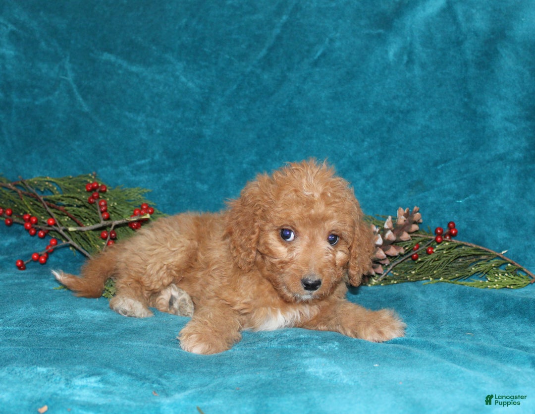 Mini Goldendoodle dogs for sale: Holly - Ad 2