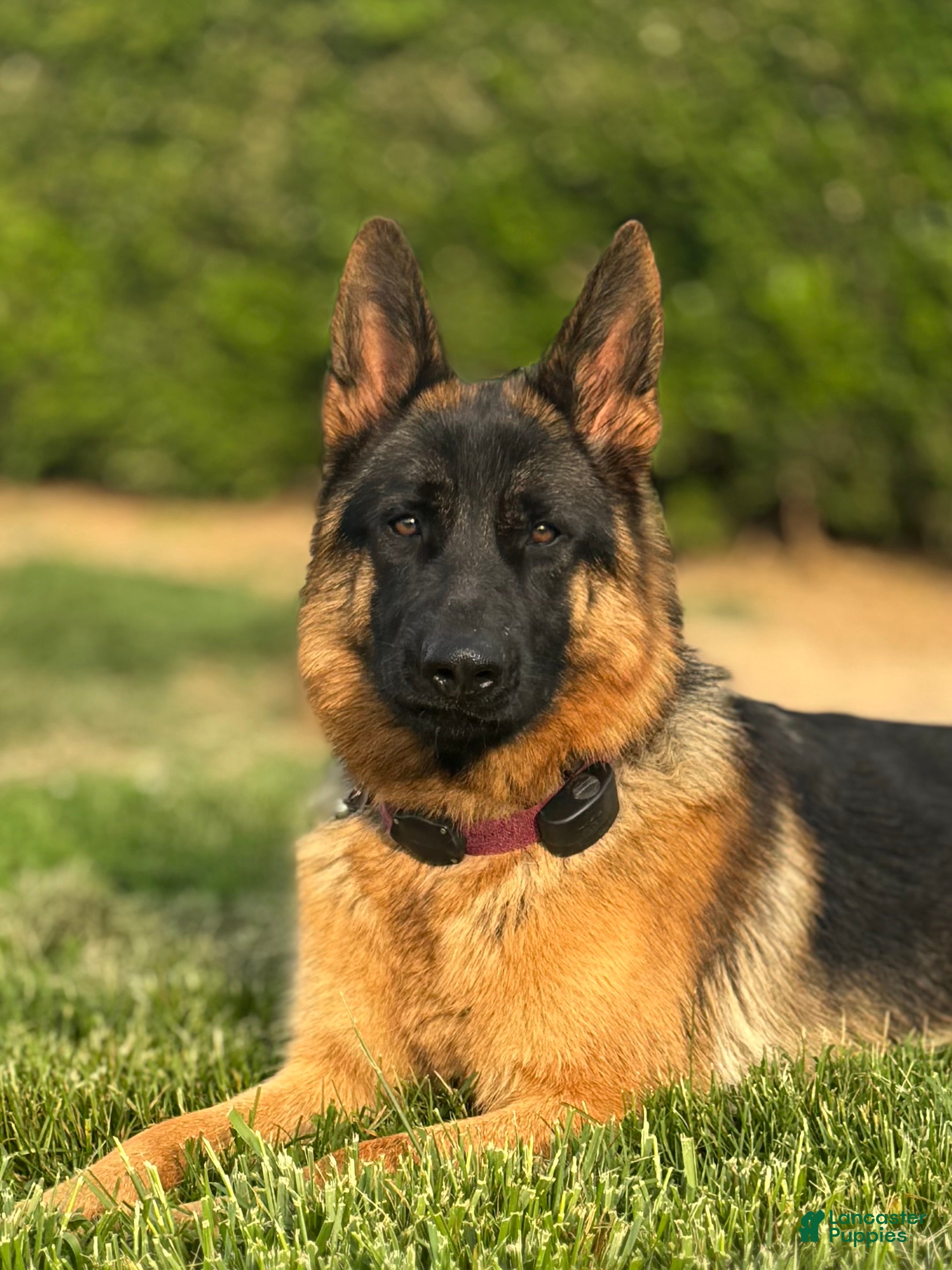 German Shepherd dogs German Shepherd 4 - Ad 2