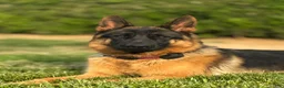 German Shepherd dogs for sale: German Shepherd 6 - Ad 2