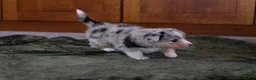Mixed Breed dogs for sale: Cody - Ad 5