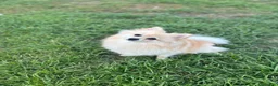 Pomeranian dogs for sale: Pomeranian 3 - Ad 4