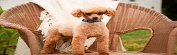 Shihpoo dogs for sale: Harold Shihpoo  - Ad 9