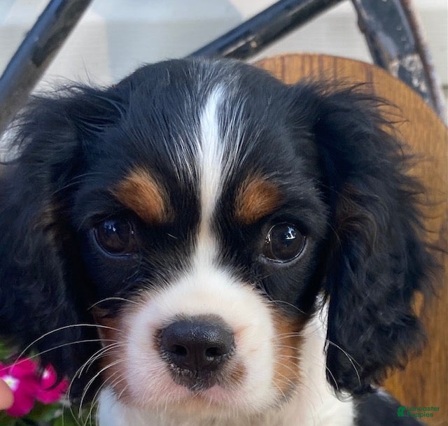 Cavalier King Charles Spaniel dogs George- genetic clear - Ad 2