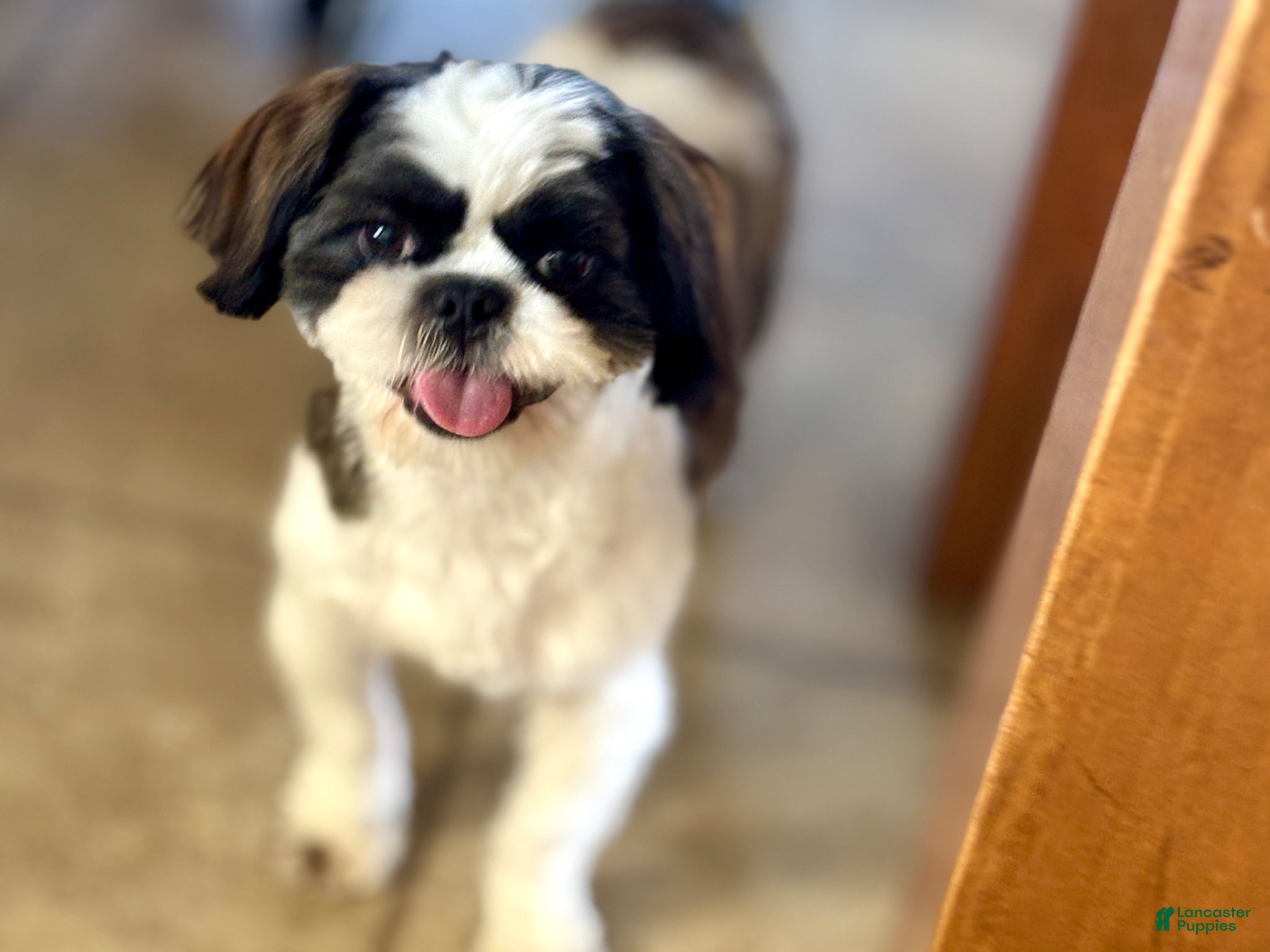 Shih Tzu dogs for sale: Spriggs - Ad 3