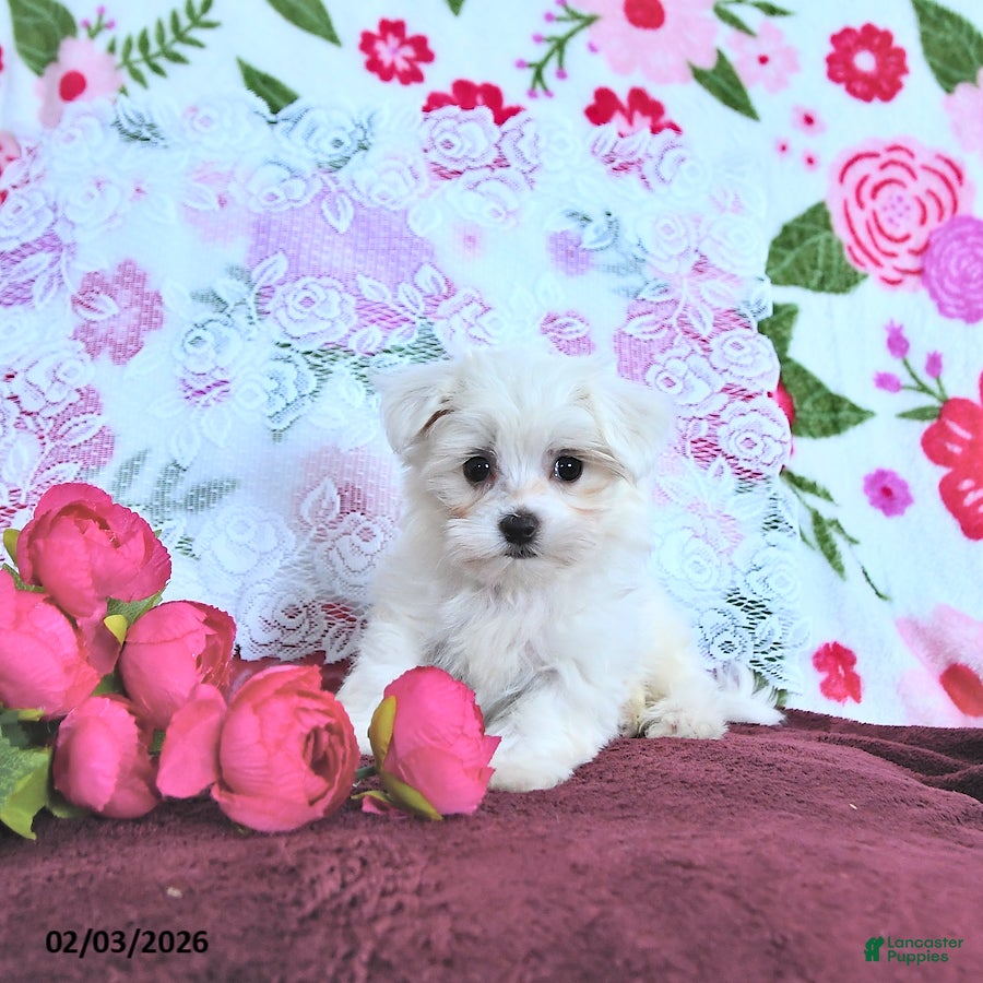 Maltese dogs Romeo EXTRA SMALL - Ad 2