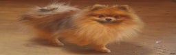 Pomeranian dogs for sale: Pomeranian Puppy 3 - Ad 3