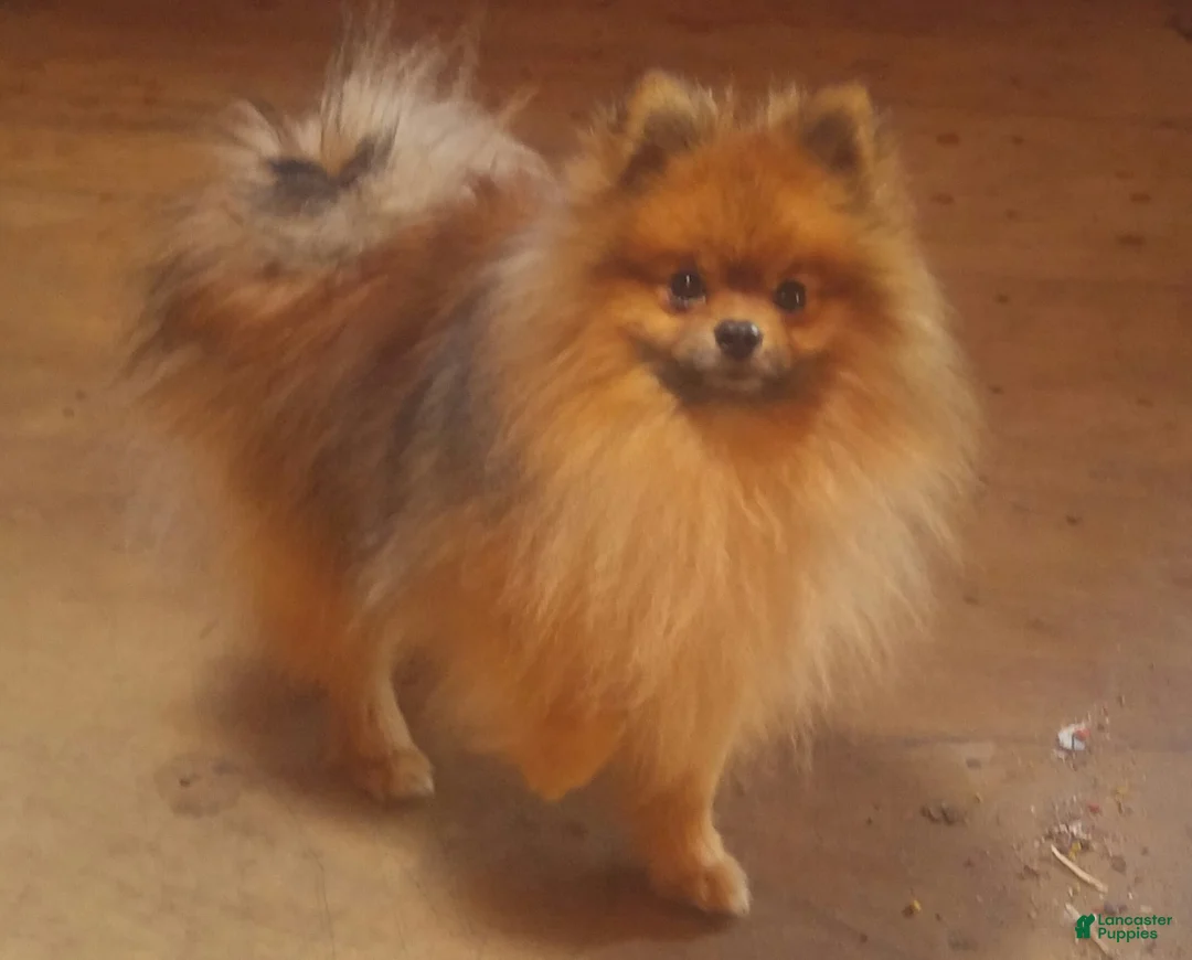 Pomeranian dogs for sale: Pomeranian Puppy 2 - Ad 3