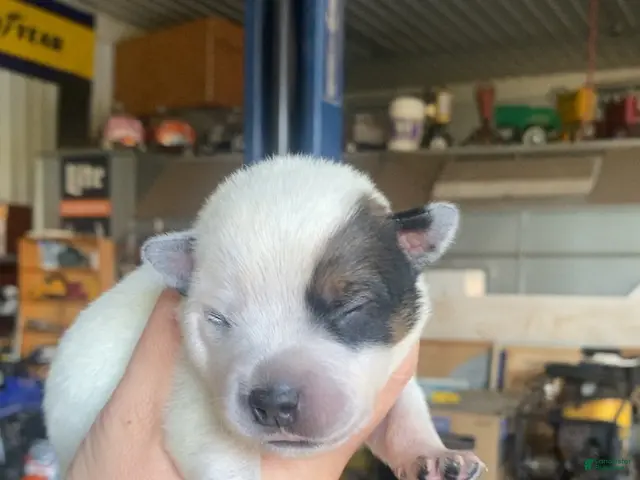 Australian Cattle Dog dogs for sale: Australian Cattle Dog 2 - Ad 16