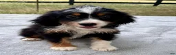 Bernedoodle dogs for sale: Addison - Ad 3