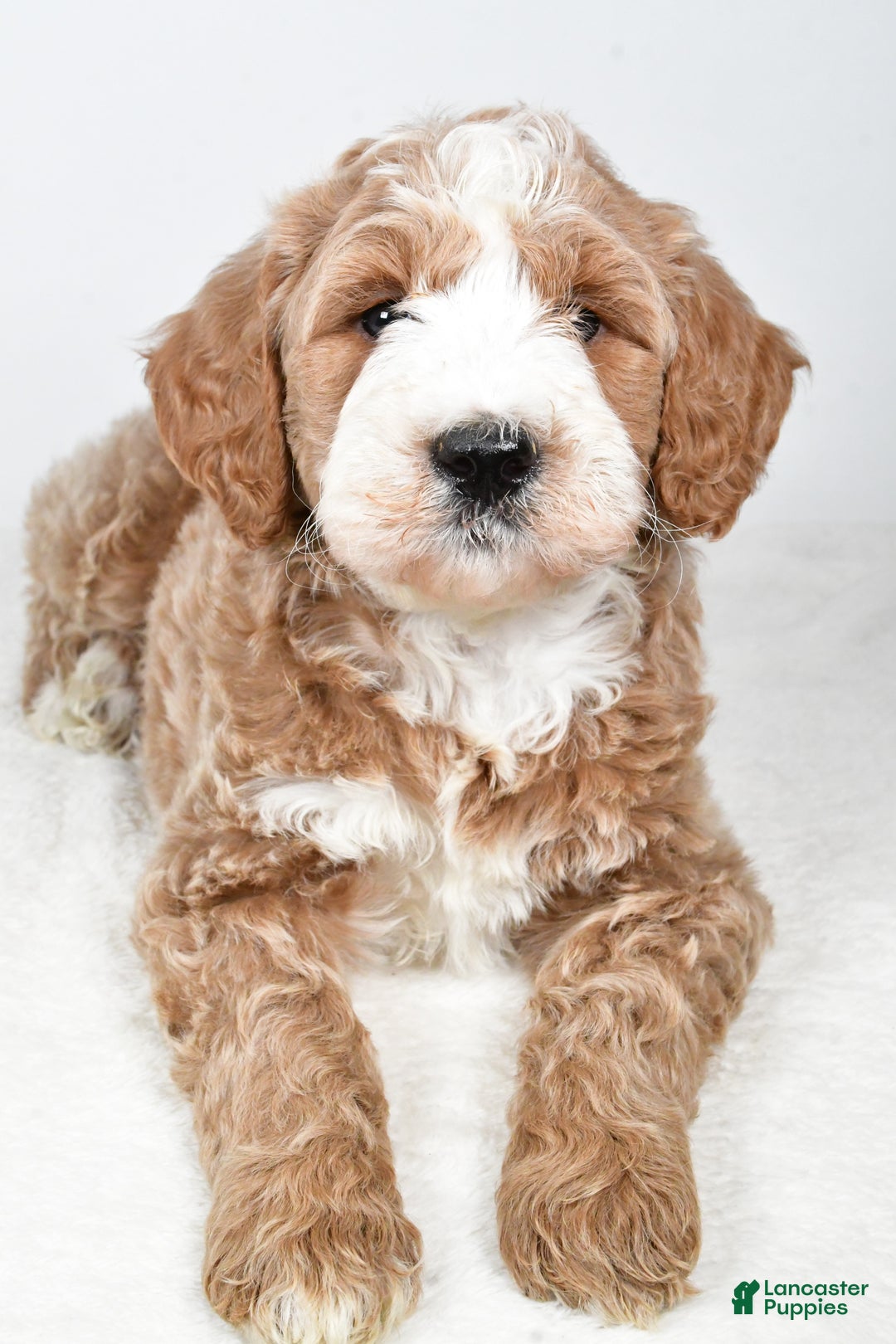 Labradoodle dogs for sale: Nash - Ad 1