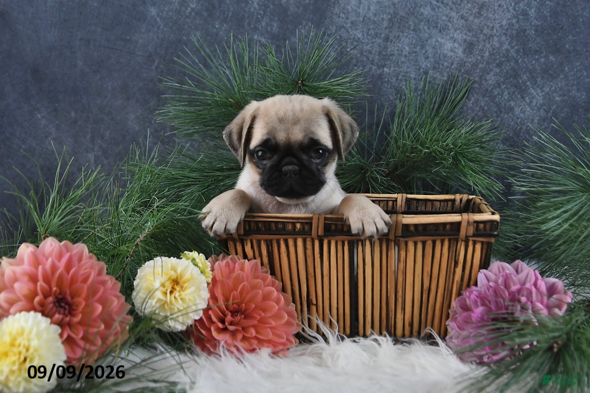 Pug dogs Nellie - Ad 2