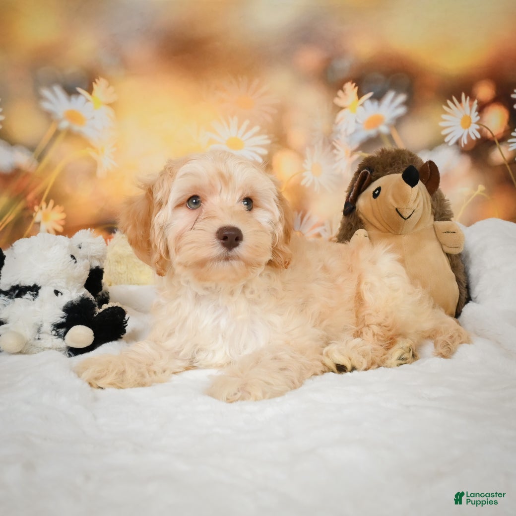 Cockapoo dogs Cabby - Ad 5