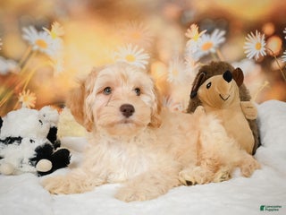 Cockapoo dogs Cabby - Ad 29