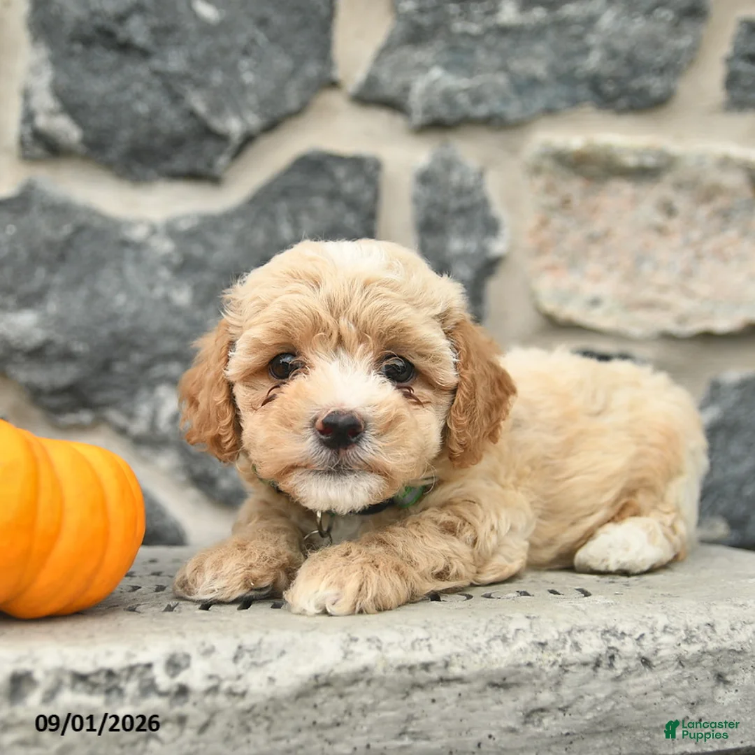 Maltipoo dogs for sale: Combos   - Ad 1