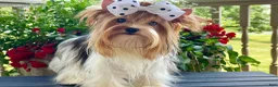 Biewer Terrier dogs for sale: Izzy - Ad 13