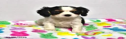 Cavalier King Charles Spaniel dogs for sale: Lucky - Ad 2