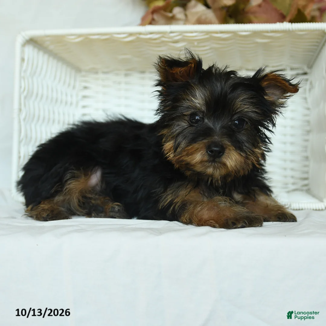 Yorkshire Terrier dogs for sale: Tojo - Ad 5