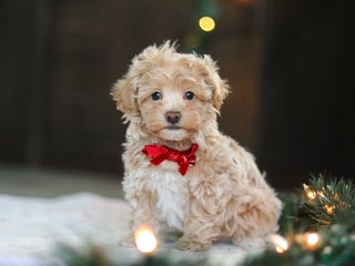 Havapoo dogs Turner - Ad 14