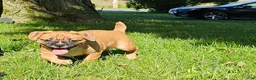 Mixed Breed dogs for sale: Punkin Pie - Ad 3