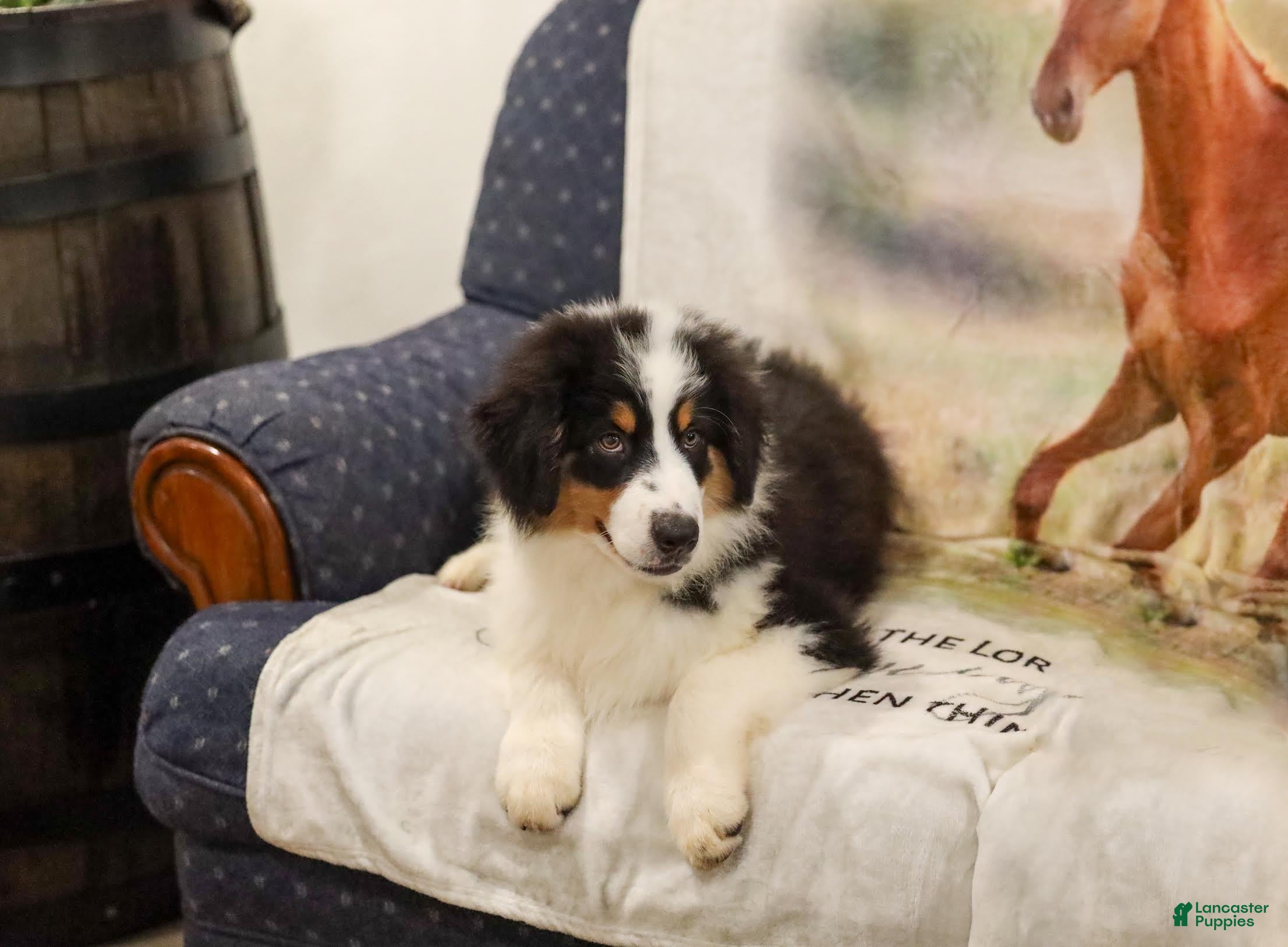 Miniature Australian Shepherd dogs Lathan Miniature Australian Shepherd Puppy  - Ad 1