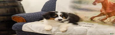 Lathan Miniature Australian Shepherd Puppy 