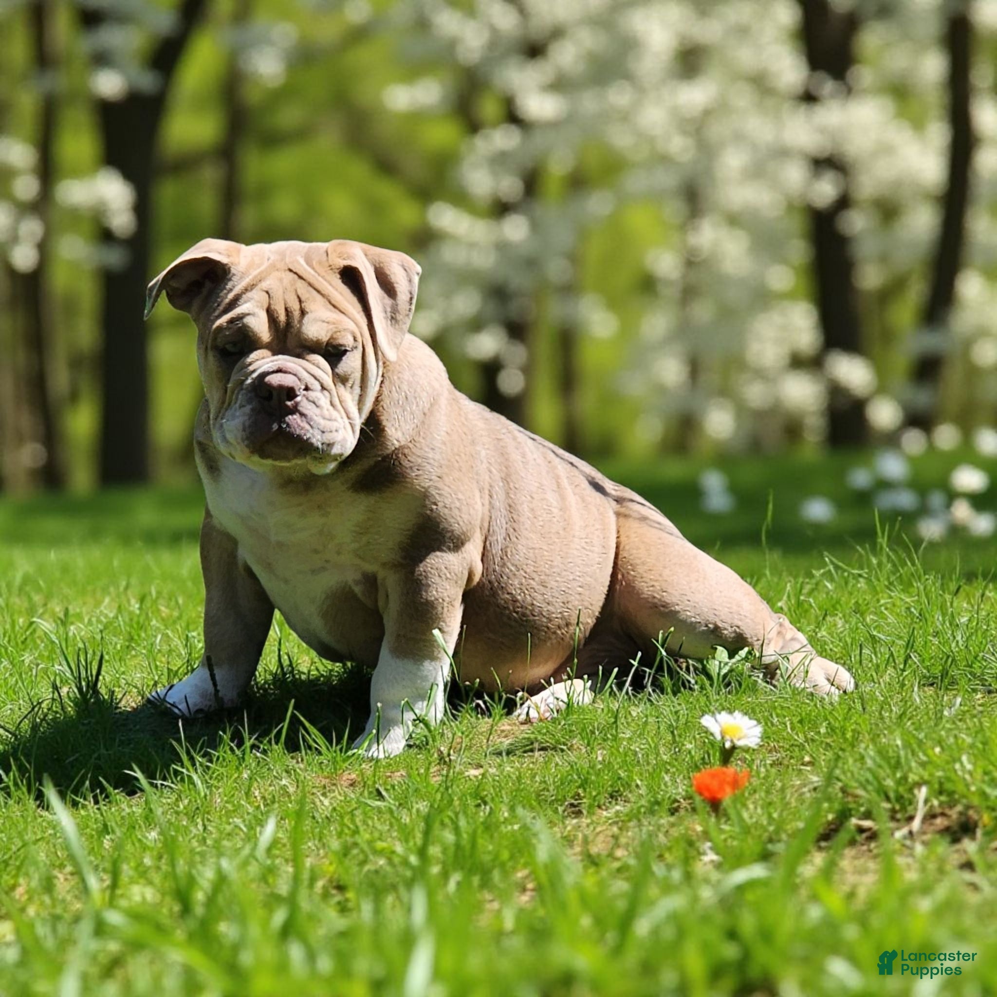 English Bulldog puppies for sale Lancaster Puppies