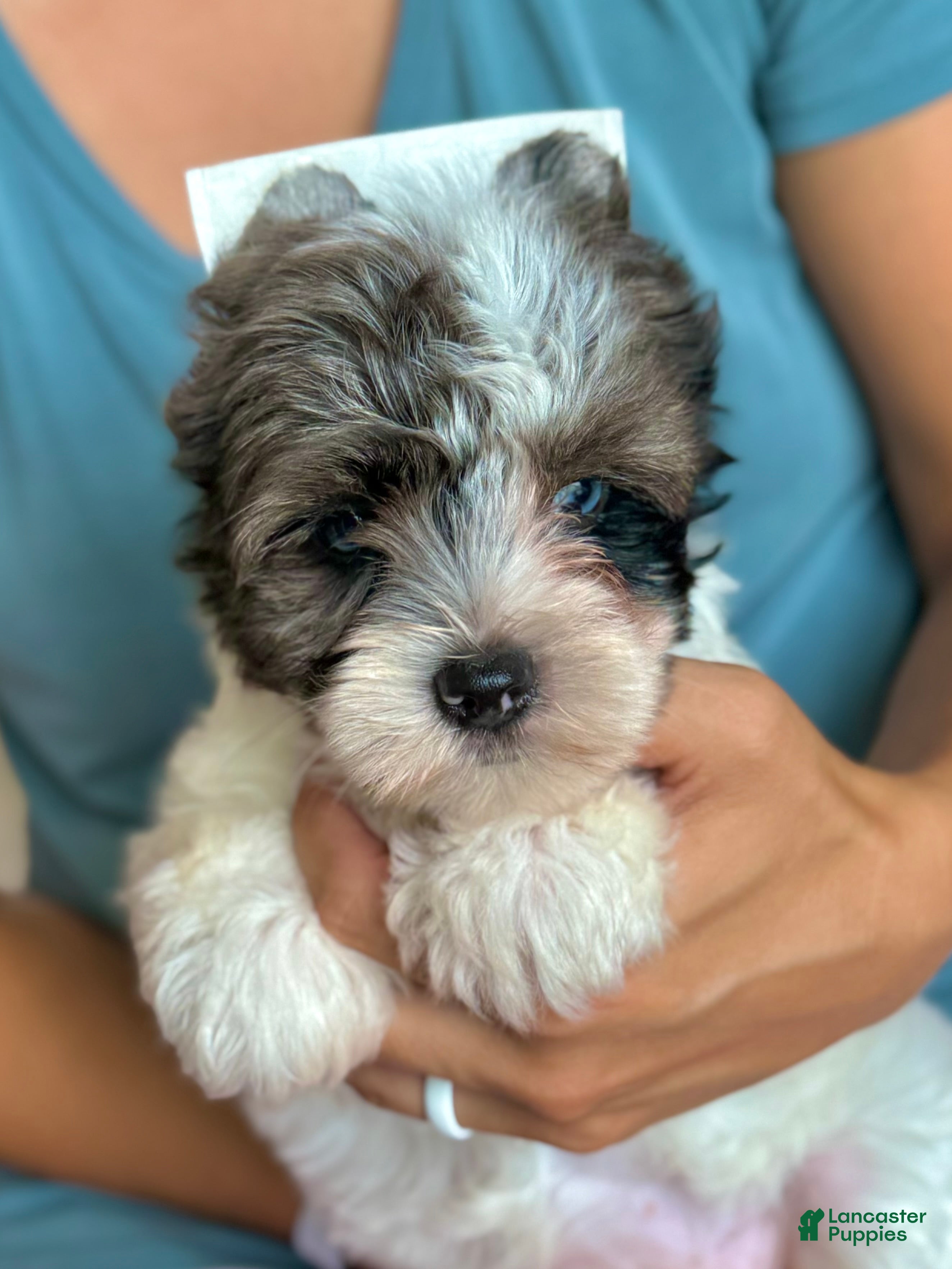 Yorkshire Terrier dogs Yorkie Girl 1 - Ad 21