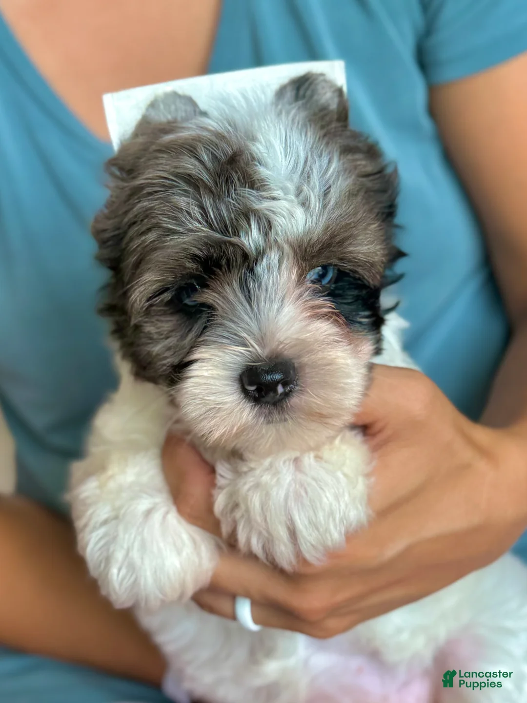 Yorkshire Terrier dogs for sale: Yorkie Girl 1 - Ad 1