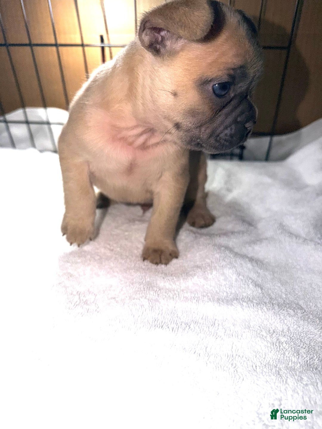 French Bulldog dogs for sale: Scooby - Ad 1