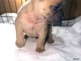 French Bulldog dogs Scooby - Ad 25