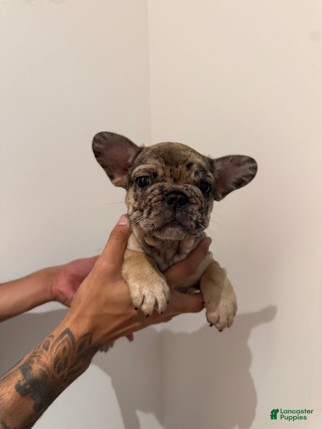 French Bulldog dogs for sale: French Bulldog Puppy 1 - Ad 4