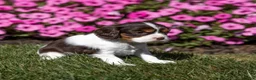 Cavalier King Charles Spaniel dogs for sale: Cavalier King Charles Spaniel 1 - Ad 7
